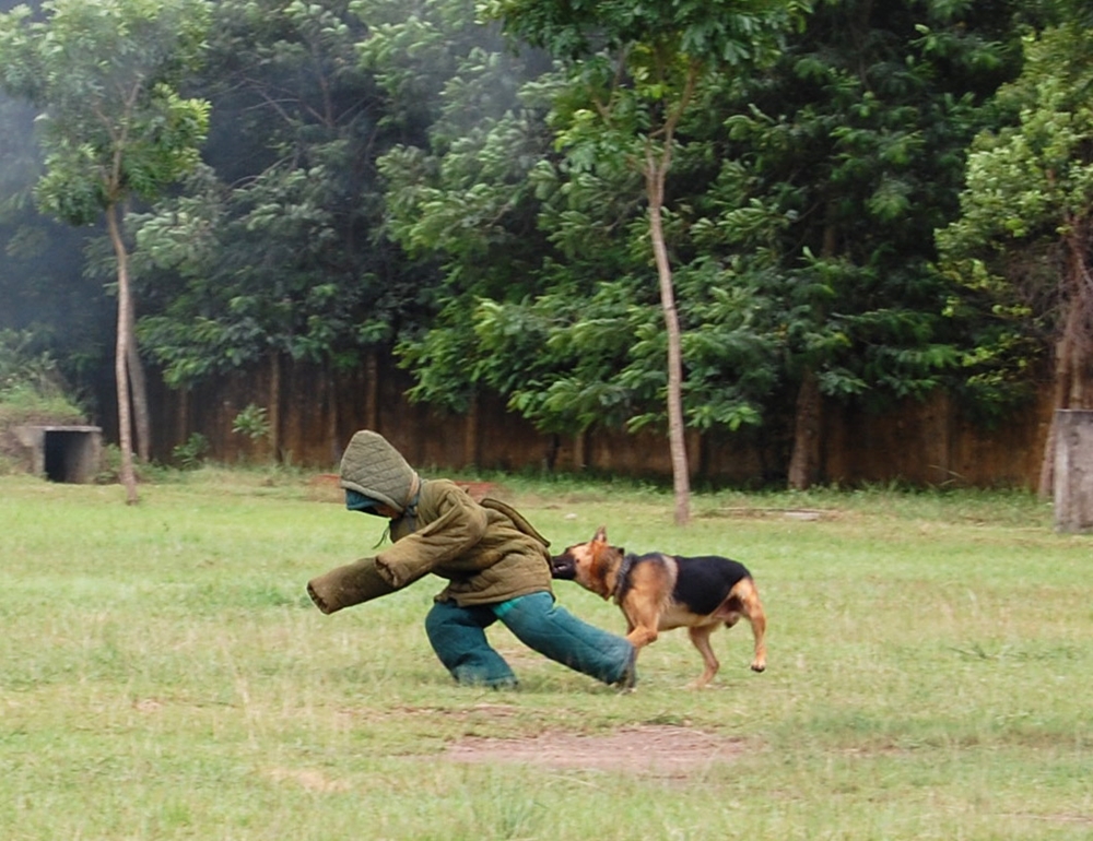 Chó nghiệp vụ tấn công khống chế đối tượng phạm tội.